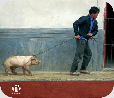 Fair Trade Photo Greeting Card Activity, Agriculture, Animals, Casual clothing, Clothing, Colour image, Dailylife, Entrepreneurship, Funny, Horizontal, Looking away, Man, Multi-coloured, One man, Outdoor, People, Peru, Pig, Portrait fullbody, Rural, South America, Streetlife, Transport, Travel, Walking