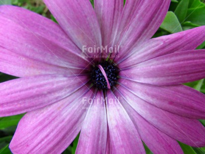 Fair Trade Photo Flower, Mothers day, Nature, Purple