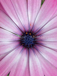 Fair Trade Photo Closeup, Colour image, Flower, Mothers day, Peru, Pink, Shooting style, South America, Vertical