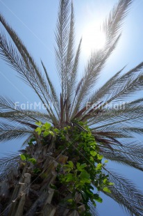 Fair Trade Photo Colour image, Holiday, Low angle view, Palmtree, Peru, Sky, South America, Summer, Tree, Vertical