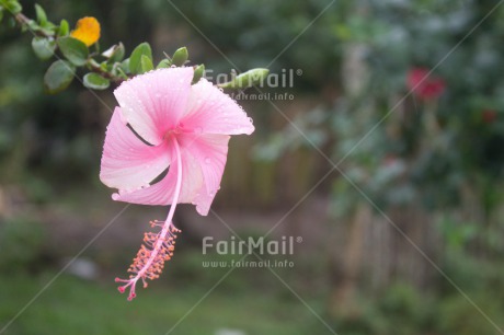 Fair Trade Photo Colour image, Flower, Horizontal, Nature