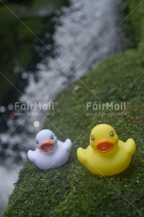Fair Trade Photo Animals, Colour image, Duck, Holiday, Peru, River, South America, Swimming diplome, Travel, Vertical, Water
