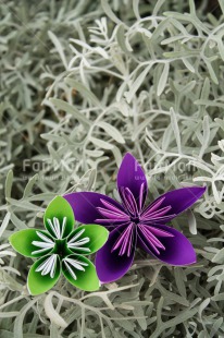 Fair Trade Photo Colour image, Condolence-Sympathy, Flower, Friendship, Mothers day, Peru, South America, Vertical
