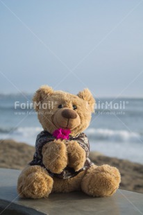 Fair Trade Photo Beach, Colour image, Flower, Love, Peru, Sea, Sorry, South America, Teddybear, Thank you, Valentines day, Vertical