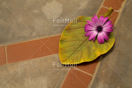 Fair Trade Photo Colour image, Condolence-Sympathy, Flower, Horizontal, Leaf, Peru, South America