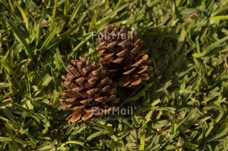 Fair Trade Photo Christmas, Closeup, Colour image, Grass, Horizontal, Peru, Pine, Shooting style, South America