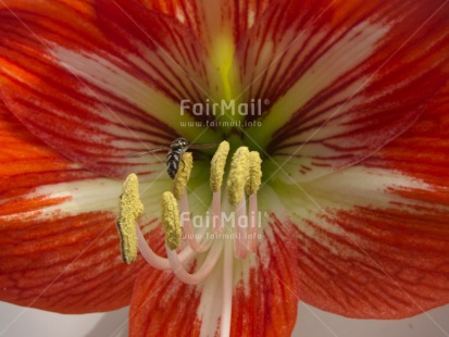 Fair Trade Photo Animals, Closeup, Flower, Horizontal, Insect, Peru, Red, South America, Studio, Yellow