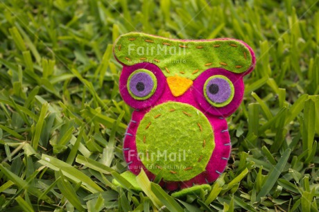 Fair Trade Photo Animals, Closeup, Colour image, Horizontal, Owl, Peru, South America