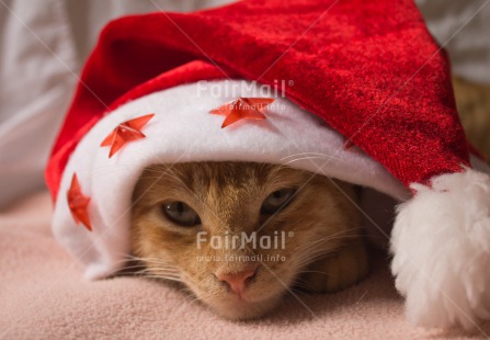 Fair Trade Photo Animals, Cat, Christmas, Closeup, Colour image, Cute, Horizontal, Peru, Red, South America, Star, White