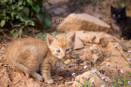 Fair Trade Photo Activity, Animals, Cat, Colour image, Cute, Day, Kitten, Looking at camera, Outdoor, Peru, South America