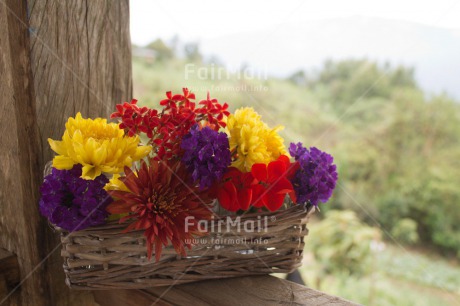 Fair Trade Photo Colour image, Flower, House, Peru, South America, Summer