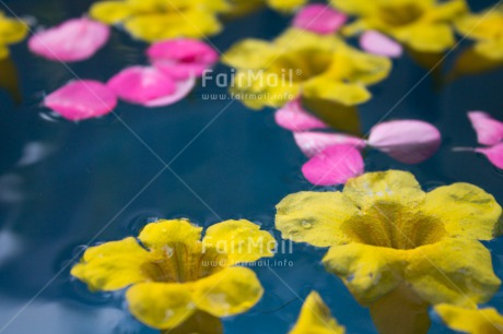 Fair Trade Photo Blue, Closeup, Condolence-Sympathy, Flower, Horizontal, Mothers day, Peru, Pink, South America, Thinking of you, Water, Waterdrop, Yellow