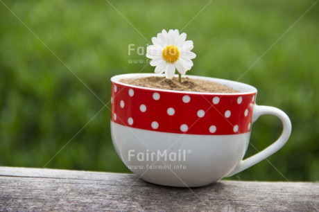 Fair Trade Photo Colour image, Cup, Daisy, Flower, Friendship, Horizontal, Mothers day, Peru, Red, South America, White