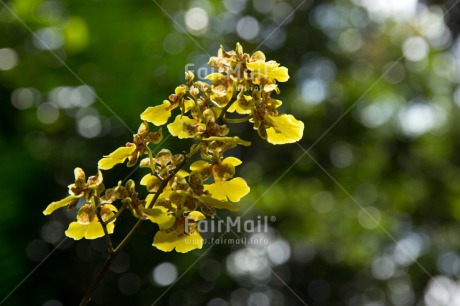 Fair Trade Photo Colour image, Flower, Horizontal, Orchid, Peru, South America