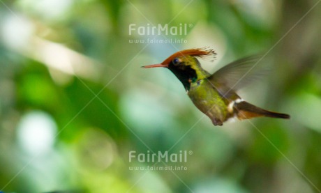 Fair Trade Photo Animals, Bird, Colour image, Horizontal, Hummingbird, Nature, Peru, South America