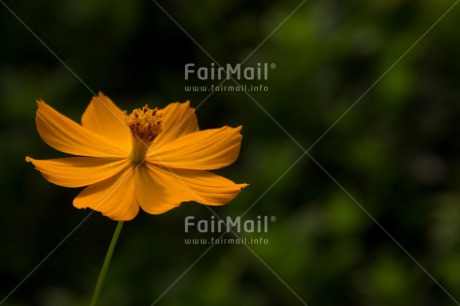 Fair Trade Photo Closeup, Colour image, Flower, Horizontal, Mothers day, Nature, Shooting style, Yellow