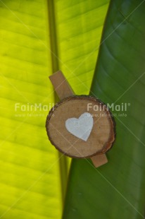 Fair Trade Photo Colour image, Green, Heart, Leaf, Love, Peru, Plant, South America, Valentines day, Vertical, White, Wood