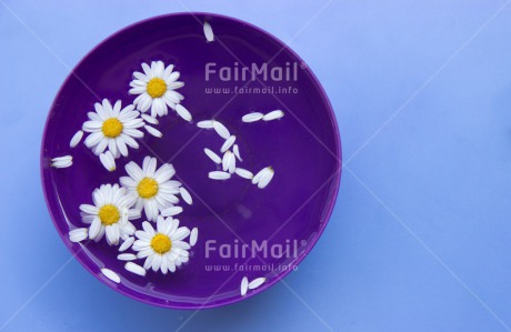 Fair Trade Photo Colour image, Condolence-Sympathy, Daisy, Flower, Horizontal, Mothers day, White, Yellow