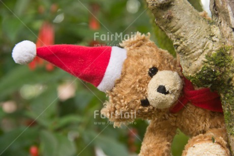 Fair Trade Photo Christmas, Colour image, Horizontal, Peru, South America, Teddybear
