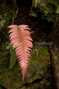 Fair Trade Photo Colour image, Forest, Leaf, Nature, Peru, South America, Vertical