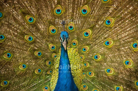 Fair Trade Photo Animals, Bird, Colour image, Colourful, Horizontal, Peacock, Peru, Pride, South America, Well done