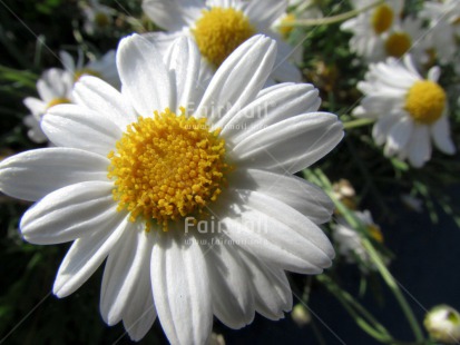 Fair Trade Photo Closeup, Colour image, Flower, Horizontal, Peru, South America, White, Yellow