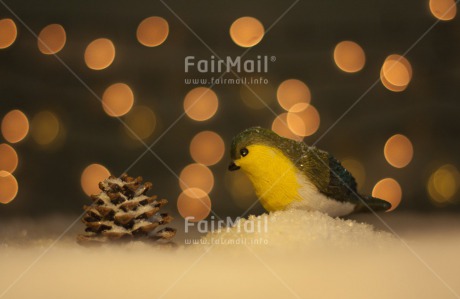 Fair Trade Photo Animals, Bird, Christmas, Colour image, Horizontal, Light, Peru, Seasons, Snow, South America, Winter