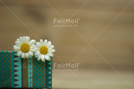 Fair Trade Photo Flower, Friendship, Gift, Mothers day, Party