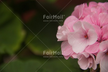 Fair Trade Photo Colour image, Condolence-Sympathy, Flower, Horizontal, Mothers day, Peru, South America