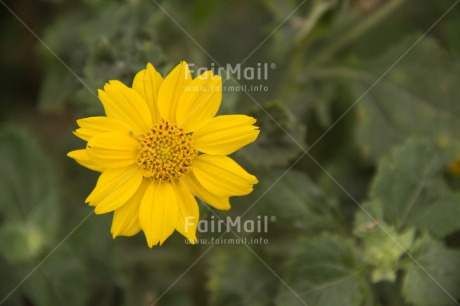Fair Trade Photo Colour image, Confirmation, Flower, Horizontal, Mothers day, Peru, South America, Yellow