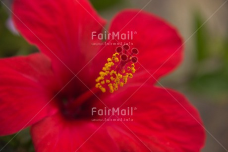 Fair Trade Photo Closeup, Colour image, Flower, Horizontal, Mothers day, Peru, Red, Shooting style, South America