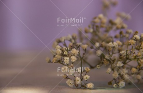 Fair Trade Photo Colour image, Condolence-Sympathy, Flower, Horizontal, Peru, South America, White