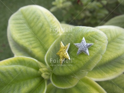 Fair Trade Photo Christmas, Colour image, Focus on foreground, Green, Horizontal, Nature, Outdoor, Peru, Plant, South America, Star, Tabletop