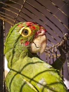 Fair Trade Photo Animals, Bird, Colour image, Day, Green, Outdoor, Parrot, Peru, South America, Vertical