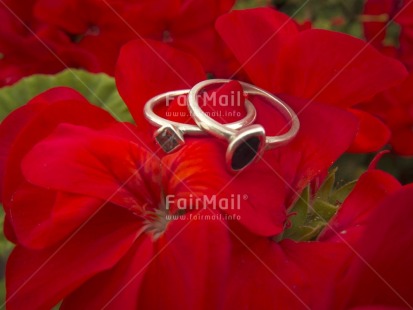 Fair Trade Photo Colour image, Day, Flower, Horizontal, Love, Marriage, Outdoor, Peru, Red, Ring, South America, Tabletop, Together