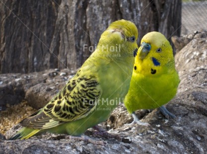 Fair Trade Photo Animals, Bird, Colour image, Day, Friendship, Horizontal, Love, Outdoor, Parrot, Peru, South America, Together, Tree
