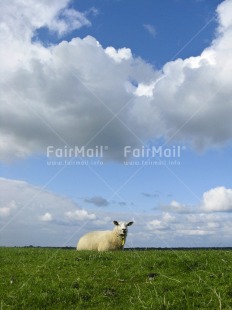 Fair Trade Photo Agriculture, Animals, Clouds, Colour image, Day, Emotions, Grass, Green, Nature, Netherlands, Outdoor, Peru, Scenic, Sheep, Sky, South America, Vertical