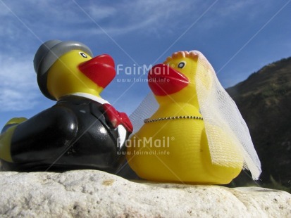 Fair Trade Photo Animals, Closeup, Colour image, Day, Duck, Funny, Horizontal, Invitation, Love, Marriage, Outdoor, Peru, South America, Together