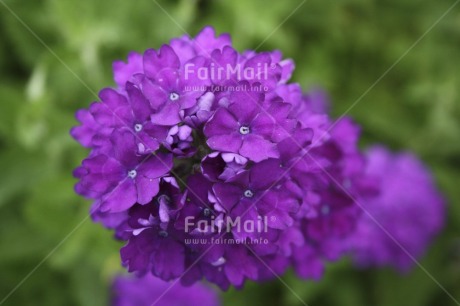 Fair Trade Photo Closeup, Colour image, Condolence-Sympathy, Day, Flower, Focus on foreground, Get well soon, Horizontal, Nature, Outdoor, Peru, Purple, South America