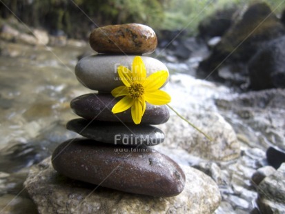 Fair Trade Photo Balance, Colour image, Flower, Focus on foreground, Horizontal, Nature, Outdoor, Peru, South America, Spirituality, Stone, Tabletop, Thinking of you, Water, Wellness, Yellow