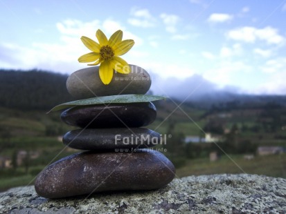 Fair Trade Photo Balance, Colour image, Flower, Focus on foreground, Horizontal, Nature, Outdoor, Peru, South America, Spirituality, Stone, Tabletop, Thinking of you, Wellness, Yellow