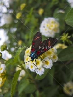 Fair Trade Photo Animals, Black, Butterfly, Closeup, Colour image, Flower, Focus on foreground, Insect, Nature, Outdoor, Peru, South America, Sustainability, Values, Vertical, Yellow