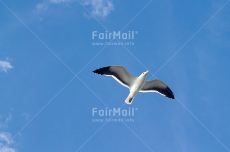 Fair Trade Photo Activity, Animals, Bird, Blue, Colour image, Flying, Freedom, Peru, Seagull, Sky, South America, Summer