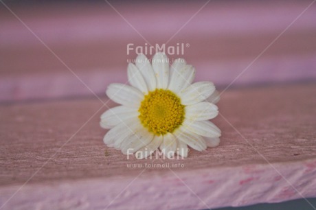 Fair Trade Photo Closeup, Colour image, Condolence-Sympathy, Flower, Mothers day, Peru, Pink, South America, White, Yellow