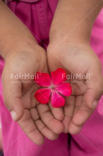 Fair Trade Photo Activity, Closeup, Colour image, Flower, Giving, Hand, Mothers day, One girl, People, Peru, Pink, South America, Thank you