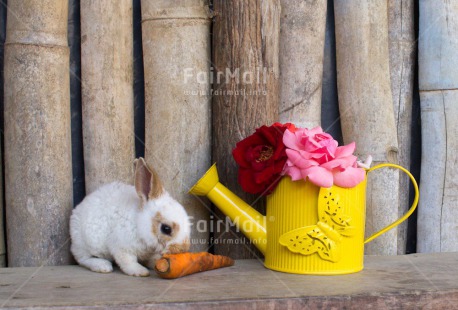 Fair Trade Photo Animals, Carrot, Colour image, Cute, Flower, Peru, Rabbit, South America, Watering can