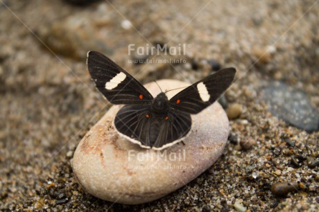 Fair Trade Photo Beach, Black, Butterfly, Closeup, Colour image, Peru, South America, Stone