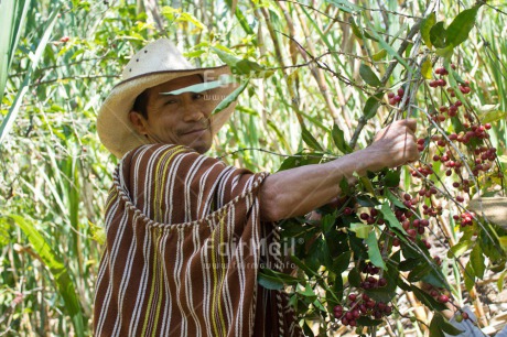 Fair Trade Photo Activity, Agriculture, Coffee, Colour image, Farmer, Food and alimentation, Harvest, Hat, Latin, Looking at camera, Peru, Smiling, Sombrero, South America, Working