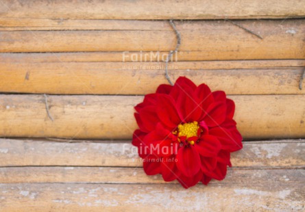 Fair Trade Photo Flower, Horizontal, Mothers day, Peru, Red, South America