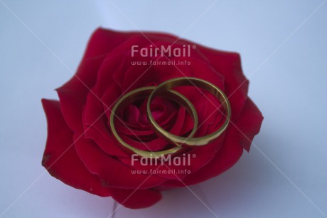 Fair Trade Photo Colour image, Flower, Horizontal, Marriage, Peru, Ring, Rose, South America, Wedding